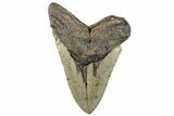 Huge, Fossil Megalodon Tooth - North Carolina #261108-2